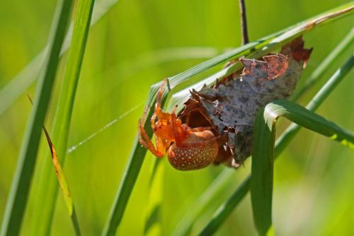 Araneus alsine